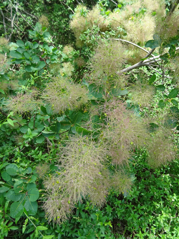 Cotinus coggygria / Sommacco selvatico